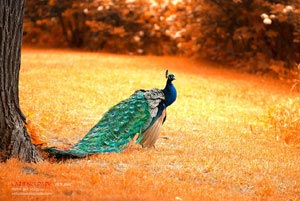 瓦朗西亚在主场遭遇一败，表现低迷